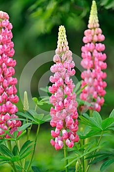 Pink Lupine