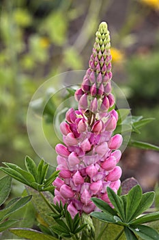 Pink Lupine photo