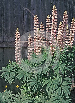 Pink Lupine