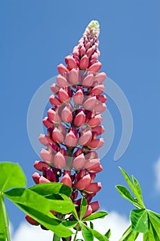 Pink Lupine
