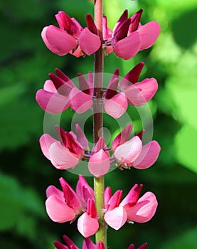 Pink lupine flower macro