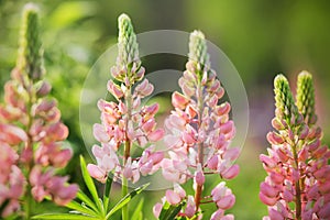 Pink lupine flowers bloom in a field of green grass, illuminated by the warm light of the sun on a summer day. Wild field flowers