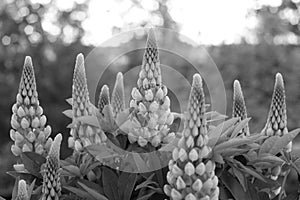 Pink lupine flowers in the evening garden, black and white photo