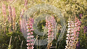 Pink lupine flowers and grass in the warm morning light
