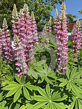 Pink lupins on a bright sunny day