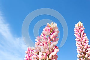 Pink lupins flowers on blue sky background.