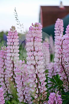 Pink lupins in the garden