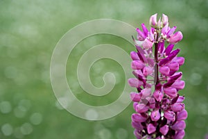 Pink lupins summer blooming flowers, in the garden in sunshine, copy pase. photo