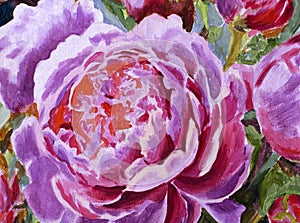 Pink lush peony flowers. Painting with acrylics peonies rose flowers close-up