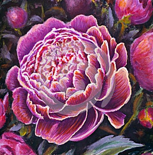 Pink lush peony flowers. Painting with acrylics peonies rose flowers close-up