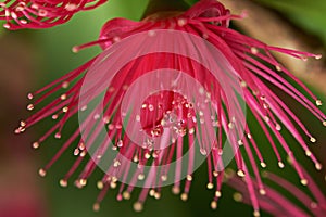 Pink macro flower perote photo