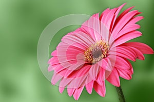 Pink macro gerber flower with green background