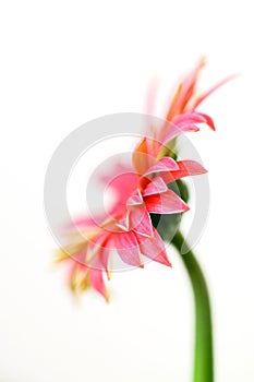 Pink macro gerber flower with white background