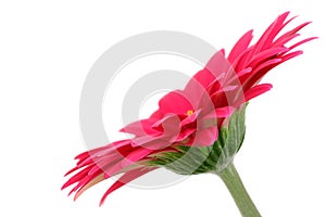 Pink macro gerber flower with white background