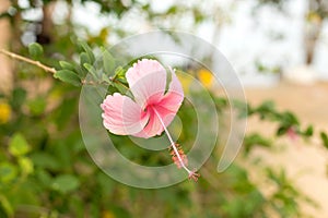 Pink macro hibiscus flower on blur green leaves background.