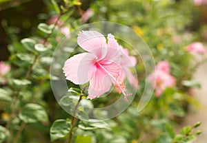 Pink macro hibiscus flower on blur green leaves background.