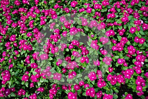 Pink Madagasca periwinkle flowers