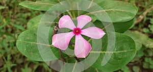 Pink Madagascar Periwinkle Flower Blooming on Green Leaves Background photo