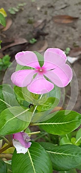 Pink Madagascar Periwinkle Flower on Green Leaves Background