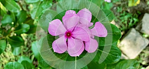 Pink Madagascar Periwinkle Flowers on Green Leaves Background