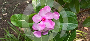 Pink Madagascar Periwinkle Flowers on Green Leaves Background