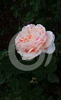 Pink madame rose. beautiful exemplary open symbol of flowered spring