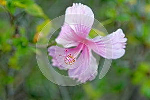 Pink Maga flower - Thespesia grandiflora photo