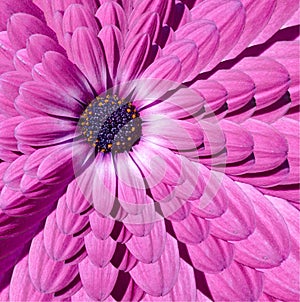 Pink magenta camomile daisy flower abstract fractal multiply effect pattern background. Floral abstract pattern fractal