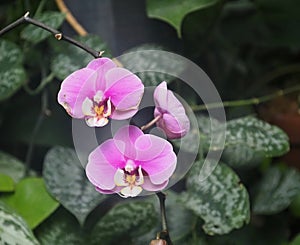 Pink And Magenta  Phalaenopsis Orchid