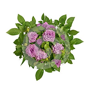 Pink magenta roses bouquet circle surrounded by green leaves closeup top view. Symbol of love, passion, beauty, romance.