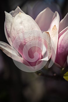 Pink magnolea on a sunny spring day