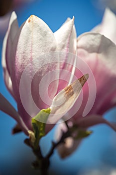 Pink magnolea on a sunny spring day