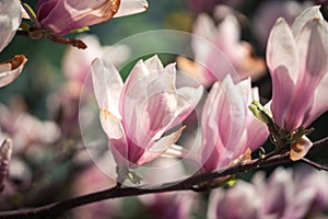 Pink magnolea on a sunny spring day