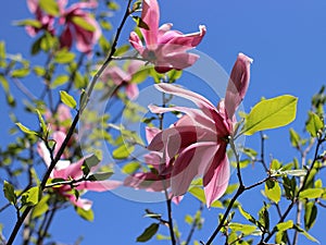 Pink magnolia