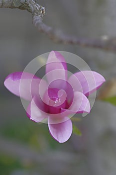 Pink magnolia is a beautiful spring flower