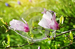 Pink Magnolia Bloom