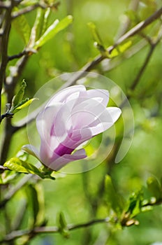 Pink Magnolia Bloom