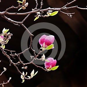 Pink Magnolia Blooms