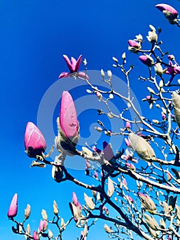 Pink magnolia blossom on branch against the deep blue sky background.