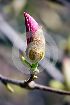 Pink magnolia blossom bud