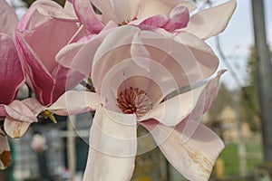 pink magnolia blossom close up across the blooming flowers Spring natural background. Romantic elegant gentle background