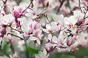 Pink Magnolia Blossoms In Spring. Blooming Pink Tulip Magnolia Flowers