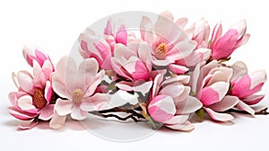 Pink magnolia blossoms in spring isolated on white background, delicate flowers branch