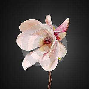 Pink Magnolia branch flowers, close up, floral arrangement, isolated