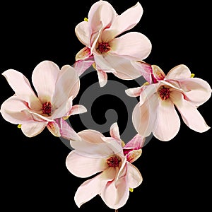 Pink Magnolia branch flowers, close up, floral arrangement, isolated