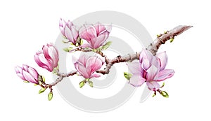 Pink magnolia branch with flowers watercolor illustration. Hand drawn spring lush blossom with green buds on a tree. Magnolia bloo