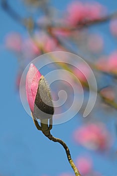 Pink Magnolia Bud