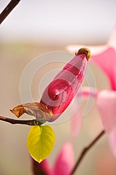 pink magnolia bud on brown branch