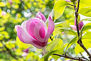 pink magnolia bud in spring at the tree