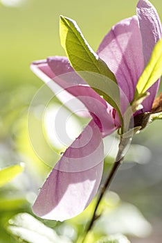 Pink magnolia bud with water drops in spring